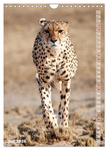 Produktbild: Safari hautnah - S&uuml;dliches und &ouml;stliches Afrika (Wandkalender 2026 DIN A4 hoch), CALVENDO Monatskalender
