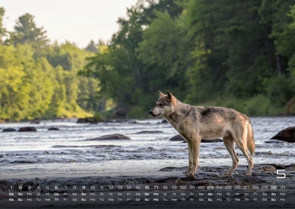Produktbild: Wolf &ndash; Im Schatten des Waldes - 2027 - Kalender DIN A3