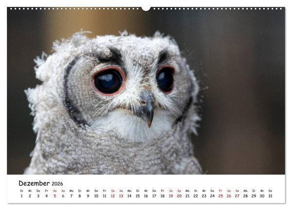 Produktbild: Eulen 2026 (Wandkalender 2026 DIN A2 quer), CALVENDO Monatskalender
