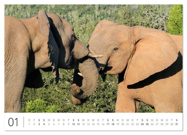 Produktbild: S&uuml;dafrika Garden Route (Wandkalender 2026 DIN A2 quer), CALVENDO Monatskalender