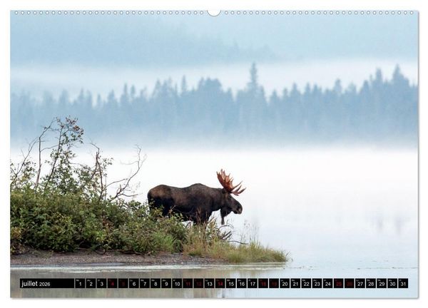 Produktbild: L'ORIGNAL, LE PLUS GRAND CERVID&Eacute; DU MONDE (Calendrier mural 2026 DIN A2 vertical) calendrier de bureau