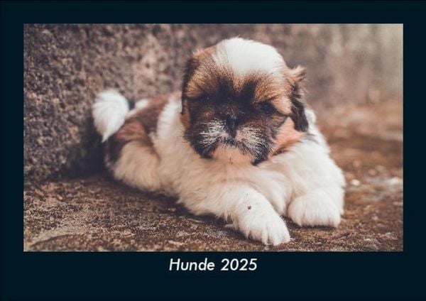 Produktbild: Hunde 2025 Fotokalender DIN A5