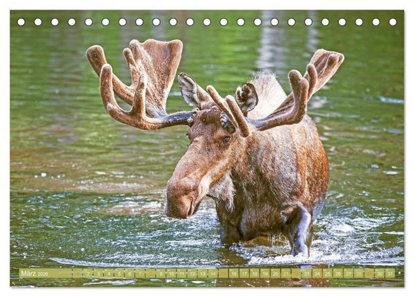 Produktbild: Elche: Nordische Riesen (Tischkalender 2026 DIN A5 quer), CALVENDO Monatskalender