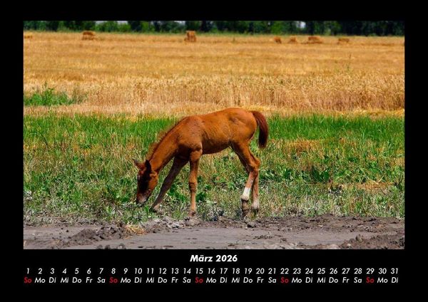 Produktbild: Die Welt der Pferde 2026 Fotokalender DIN A3