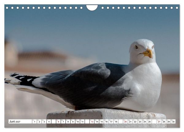 Produktbild: M&ouml;wen- Botschafter des Windes (Wandkalender 2027 DIN A4 quer), CALVENDO Monatskalender