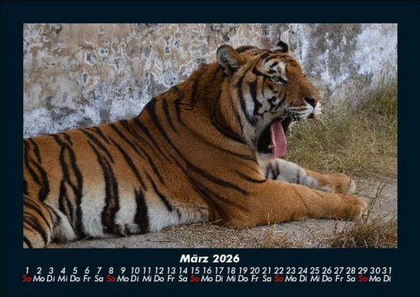 Produktbild: Tiger 2026 Fotokalender DIN A5