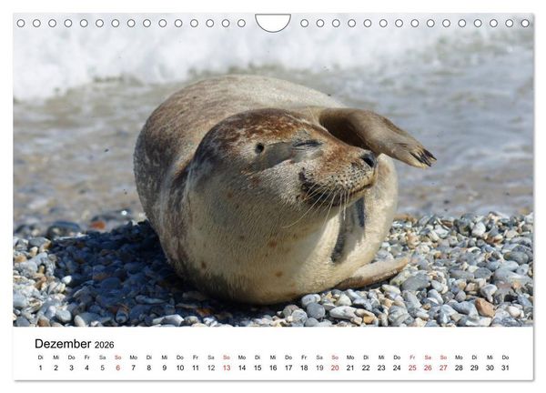 Produktbild: Das Leben der Robben (Wandkalender 2026 DIN A4 quer), CALVENDO Monatskalender
