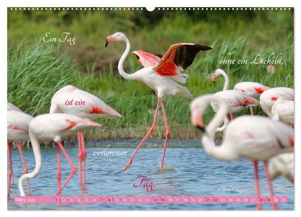 Produktbild: The Power Of Pink (hochwertiger Premium Wandkalender 2026 DIN A2 quer), Kunstdruck in Hochglanz