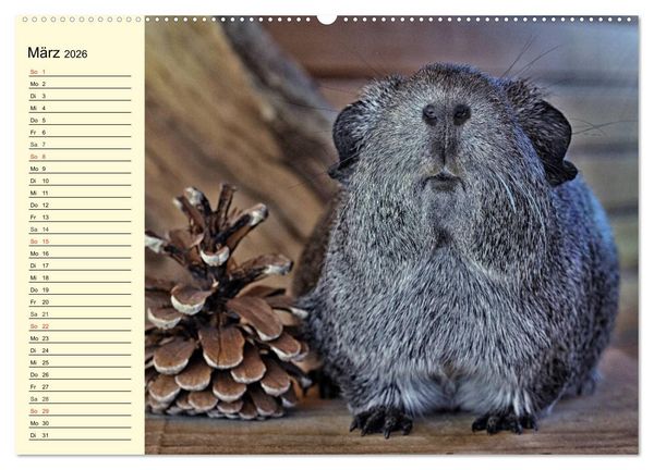 Produktbild: Meerschweinchen. Geliebte Nager (hochwertiger Premium Wandkalender 2026 DIN A2 quer), Kunstdruck in Hochglanz