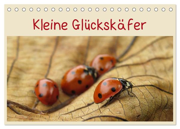 Kleine Glückskäfer (Tischkalender 2024 DIN A5 quer), CALVENDO Monatskalender