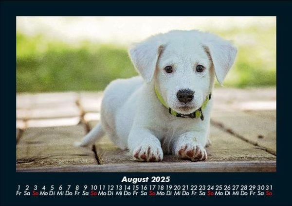 Produktbild: Hundezauber 2025 Fotokalender DIN A5