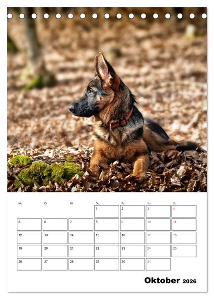 Produktbild: Deutsche Sch&auml;ferhundwelpen zum Verlieben (Tischkalender 2026 DIN A5 hoch), CALVENDO Monatskalender