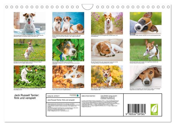 Produktbild: Jack Russell Terrier: flink und verspielt (Wandkalender 2026 DIN A4 quer), CALVENDO Monatskalender