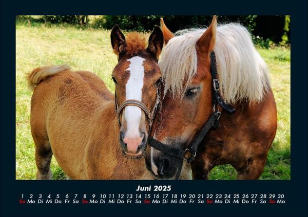 Produktbild: Pferdegefl&uuml;ster 2025 Fotokalender DIN A4