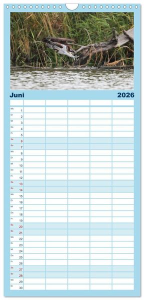 Produktbild: Familienplaner 2026 - Fischadler - Meister des Sturzfluges mit 5 Spalten (Wandkalender, 21 x 45 cm) CALVENDO