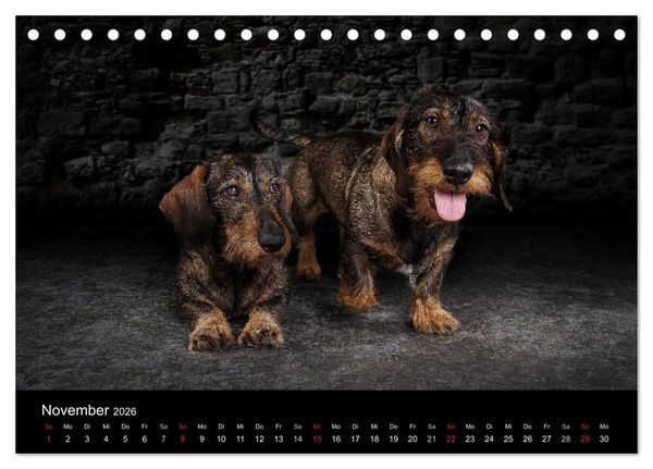 Produktbild: Urban Dogs - Hundekalender der anderen Art (Tischkalender 2026 DIN A5 quer), CALVENDO Monatskalender