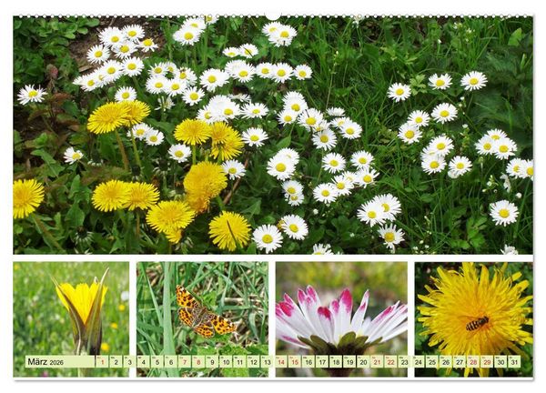 Produktbild: Bl&uuml;tenmeer am Wegesrand (hochwertiger Premium Wandkalender 2026 DIN A2 quer), Kunstdruck in Hochglanz