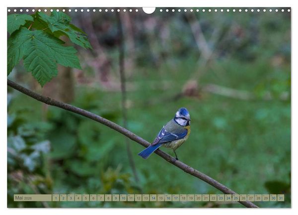 Produktbild: Woltersdorf bei Berlin (Wandkalender 2026 DIN A3 quer), CALVENDO Monatskalender