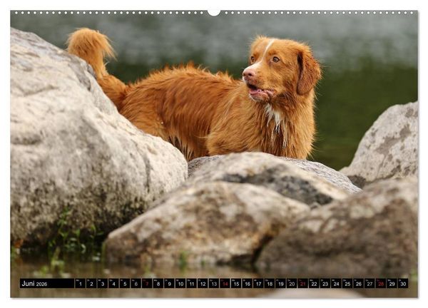 Produktbild: Nova Scotia Duck Tolling Retriever (Wandkalender 2026 DIN A2 quer), CALVENDO Monatskalender