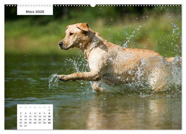 Produktbild: Rassehunde (Wandkalender 2026 DIN A2 quer), CALVENDO Monatskalender