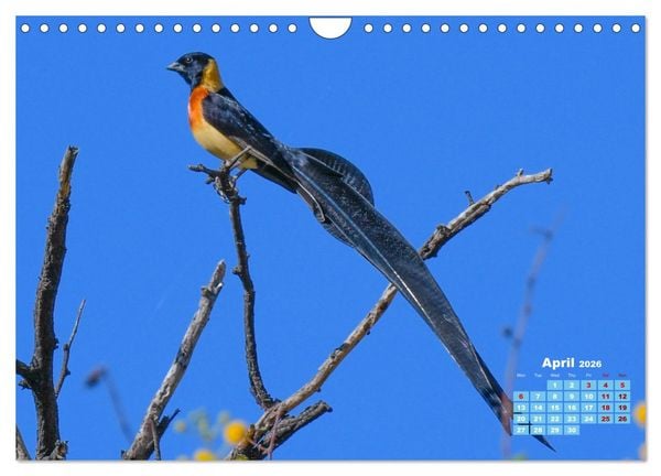 Produktbild: Birds of the Southern African Wild (Wall Calendar 2026 DIN A4 landscape), CALVENDO 12 Month Wall Calendar