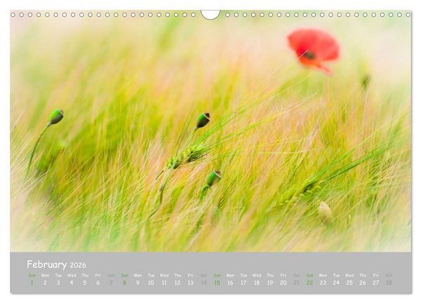 Produktbild: Poppy Love (Wall Calendar 2026 DIN A3 landscape), CALVENDO 12 Month Wall Calendar
