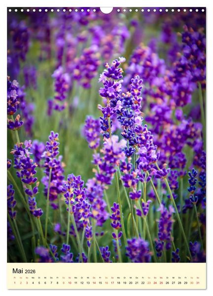 Produktbild: Provence Lavendel Paradies (Wandkalender 2026 DIN A3 hoch), CALVENDO Monatskalender