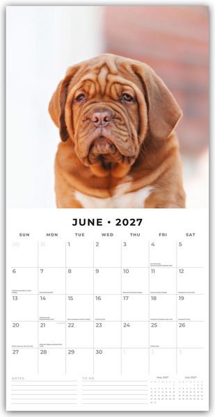 Produktbild: Dogues de Bordeaux &ndash; Bordeauxdoggen &ndash; Bordeaux Doggen 2027 &ndash; 16-Monatskalender