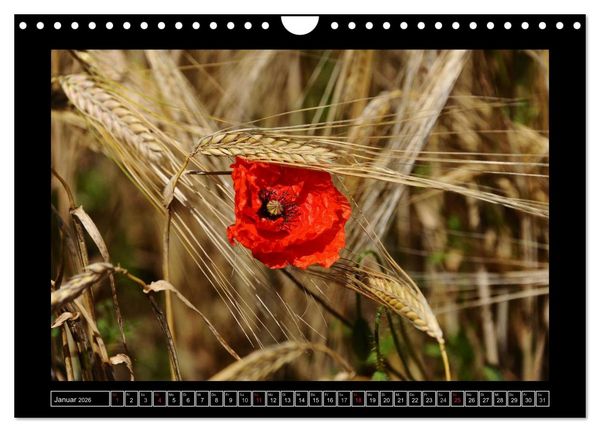 Produktbild: Roter Mohn, bunte Wiesen (Wandkalender 2026 DIN A4 quer), CALVENDO Monatskalender