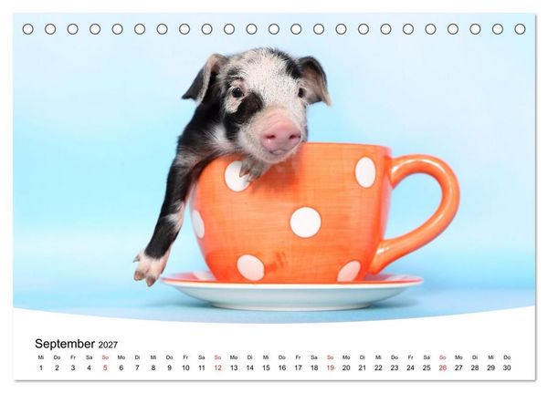 Produktbild: Niedliche Ferkel lovely piglets (Tischkalender 2027 DIN A5 quer), CALVENDO Monatskalender