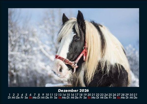 Produktbild: Welt der Pferde 2026 Fotokalender DIN A5