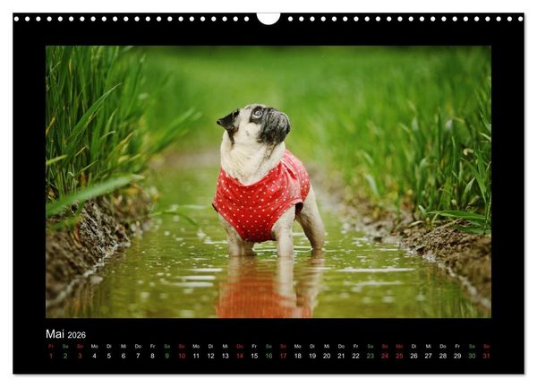 Produktbild: Der Feldfurchen-Mops (Wandkalender 2026 DIN A3 quer), CALVENDO Monatskalender