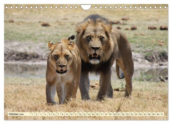 Produktbild: Afrika. Botswanas wundervolle Tierwelt (Wandkalender 2026 DIN A4 quer), CALVENDO Monatskalender