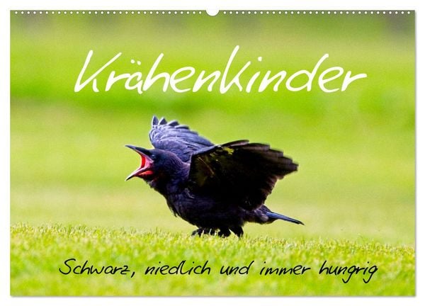 Produktbild: Kr&auml;henkinder - Schwarz, niedlich und immer hungrig (Wandkalender 2026 DIN A2 quer), CALVENDO Monatskalender