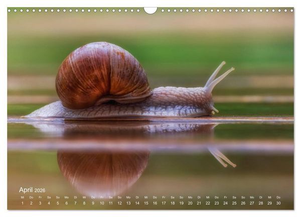 Produktbild: Eine Safari im Garten (Wandkalender 2026 DIN A3 quer), CALVENDO Monatskalender