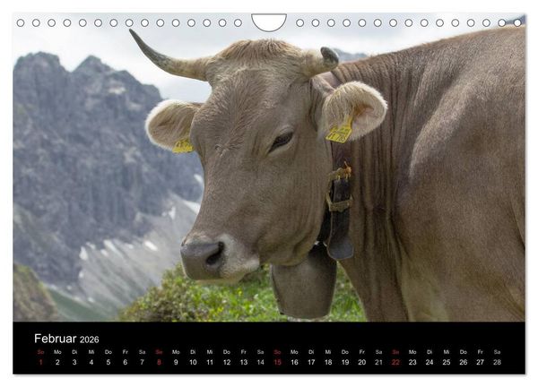 Produktbild: Gl&uuml;ckliches Rindvieh 2026 (Wandkalender 2026 DIN A4 quer), CALVENDO Monatskalender
