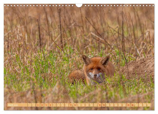 Produktbild: Impressionen aus Mecklenburg - Vorpommern (Wandkalender 2026 DIN A3 quer), CALVENDO Monatskalender