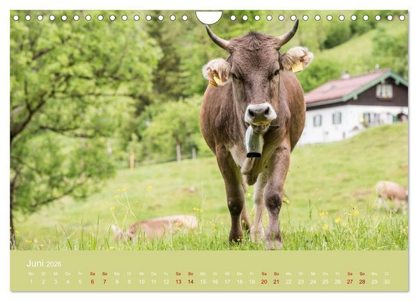 Produktbild: Allg&auml;uer Rindvieh 2026 (Wandkalender 2026 DIN A4 quer), CALVENDO Monatskalender