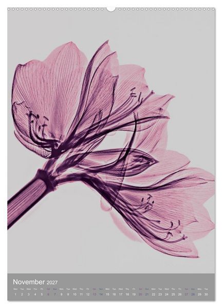 Produktbild: Blossoms between light and colour (Wall Calendar 2027 DIN A2 portrait), CALVENDO 12 Month Wall Calendar