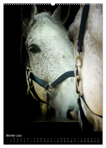 Produktbild: Chevaux en Portraits (Calendrier mural 2026 DIN A2 horizontal) calendrier de bureau