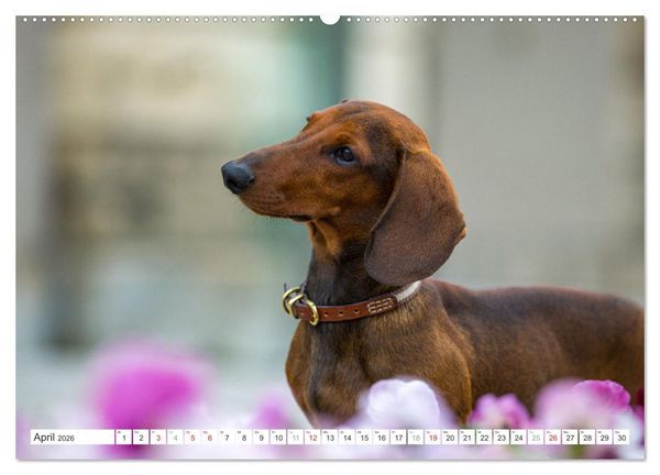Produktbild: DACKEL... wissen was sie wollen... (und was nicht...) (hochwertiger Premium Wandkalender 2026 DIN A2 quer), Kunstdruck in Hochglanz