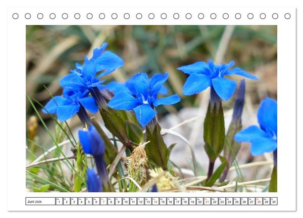 Produktbild: Alpenblumen. Bunte Welt in luftiger H&ouml;he (Tischkalender 2026 DIN A5 quer), CALVENDO Monatskalender