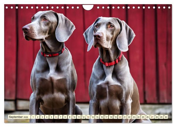 Produktbild: Weimaraner - der ideale Jagdbegleiter (Wandkalender 2026 DIN A4 quer), CALVENDO Monatskalender