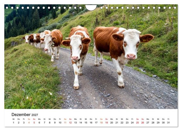 Produktbild: Bergk&uuml;he auf der Alm - Natur pur (Wandkalender 2027 DIN A4 quer), CALVENDO Monatskalender