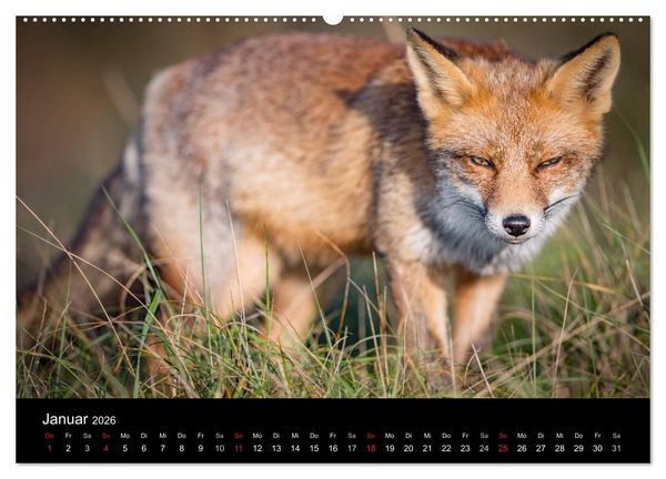 Produktbild: Rotf&uuml;chse (hochwertiger Premium Wandkalender 2026 DIN A2 quer), Kunstdruck in Hochglanz