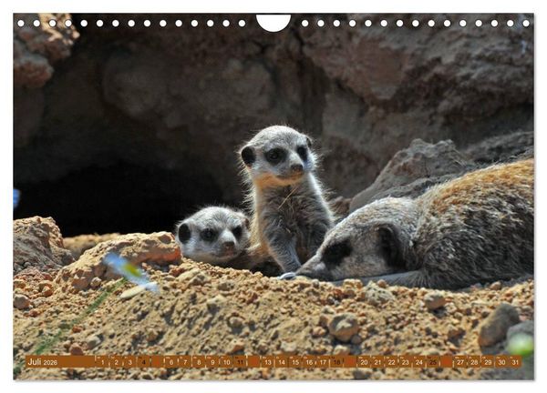 Produktbild: Erdm&auml;nnchens Kinderstube (Wandkalender 2026 DIN A4 quer), CALVENDO Monatskalender