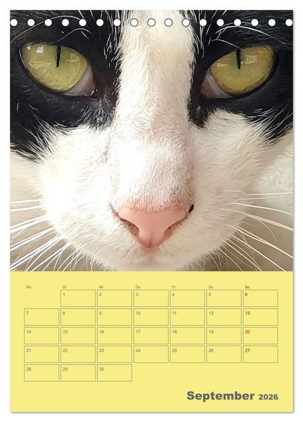 Produktbild: Cat Faces - Charakterstarke Katzengesichter ganz nah (Tischkalender 2026 DIN A5 hoch), CALVENDO Monatskalender