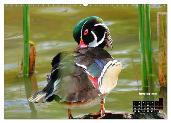 Produktbild: Oiseaux exotiques (Calendrier mural 2026 DIN A2 vertical), CALVENDO calendrier mensuel