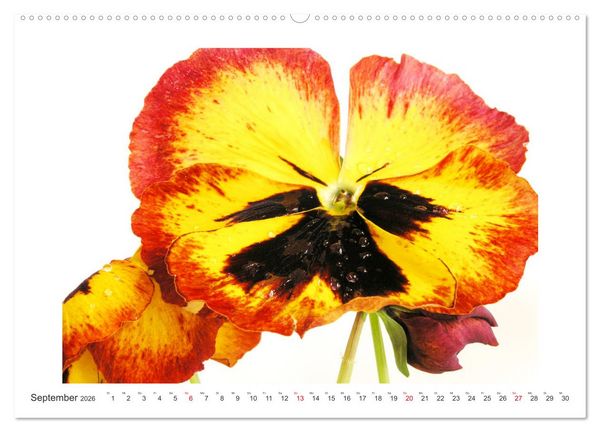 Produktbild: Veilchengew&auml;chse - Stiefm&uuml;tterchen und Hornveilchen (Wandkalender 2026 DIN A2 quer), CALVENDO Monatskalender