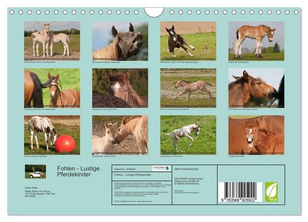 Produktbild: Fohlen - Lustige Pferdekinder (Wandkalender 2027 DIN A4 quer), CALVENDO Monatskalender
